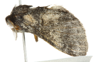  ( - 10BBCLP-1280)  @13 [ ] CreativeCommons - Attribution (2011) CBG Photography Group Centre for Biodiversity Genomics