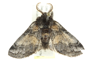  ( - 10BBCLP-1281)  @13 [ ] CreativeCommons - Attribution (2011) CBG Photography Group Centre for Biodiversity Genomics