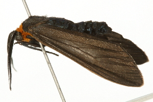  ( - 09BBELE-1020)  @13 [ ] CreativeCommons - Attribution (2009) CBG Photography Group Centre for Biodiversity Genomics