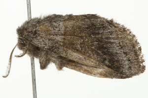  ( - 09BBELE-1188)  @13 [ ] CreativeCommons - Attribution (2009) CBG Photography Group Centre for Biodiversity Genomics