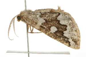  ( - 09BBELE-1332)  @14 [ ] CreativeCommons - Attribution (2009) CBG Photography Group Centre for Biodiversity Genomics