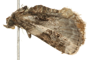  ( - 09BBELE-1462)  @12 [ ] CreativeCommons - Attribution (2009) CBG Photography Group Centre for Biodiversity Genomics