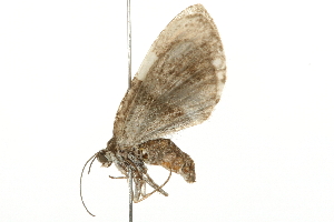  ( - 09BBELE-1880)  @13 [ ] CreativeCommons - Attribution (2009) CBG Photography Group Centre for Biodiversity Genomics