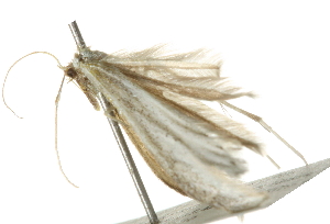  ( - 10BBCLP-2236)  @12 [ ] CreativeCommons - Attribution (2011) CBG Photography Group Centre for Biodiversity Genomics