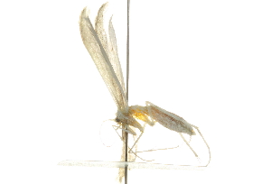  ( - 10BBCLP-2241)  @12 [ ] CreativeCommons - Attribution (2011) CBG Photography Group Centre for Biodiversity Genomics