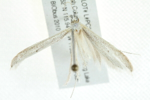  ( - 10BBCLP-2508)  @12 [ ] CreativeCommons - Attribution (2011) CBG Photography Group Centre for Biodiversity Genomics