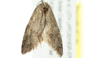  ( - 10BBCLP-2904)  @13 [ ] CreativeCommons - Attribution (2011) CBG Photography Group Centre for Biodiversity Genomics