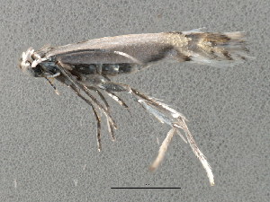  ( - 10BBCLP-2813)  @13 [ ] CreativeCommons - Attribution (2011) CBG Photography Group Centre for Biodiversity Genomics