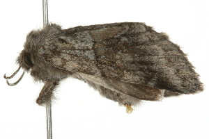  ( - 09BBELE-2616)  @13 [ ] CreativeCommons - Attribution (2009) CBG Photography Group Centre for Biodiversity Genomics