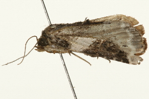  ( - 09BBELE-2008)  @12 [ ] CreativeCommons - Attribution (2010) CBG Photography Group Centre for Biodiversity Genomics