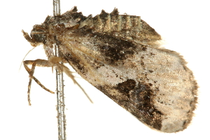  ( - 09BBELE-2109)  @12 [ ] CreativeCommons - Attribution (2010) CBG Photography Group Centre for Biodiversity Genomics