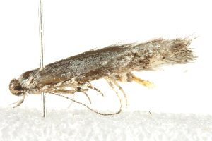  ( - 10BBCLP-3129)  @12 [ ] CreativeCommons - Attribution (2011) CBG Photography Group Centre for Biodiversity Genomics