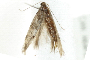  ( - 10BBCLP-3130)  @12 [ ] CreativeCommons - Attribution (2011) CBG Photography Group Centre for Biodiversity Genomics