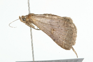  ( - 09BBLEP-04397)  @13 [ ] CreativeCommons - Attribution (2009) CBG Photography Group Centre for Biodiversity Genomics