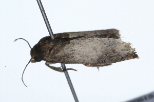  ( - 09BBLEP-01606)  @12 [ ] CreativeCommons - Attribution (2009) CBG Photography Group Centre for Biodiversity Genomics