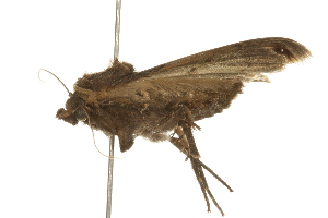  ( - 09BBLEP-02240)  @12 [ ] CreativeCommons - Attribution (2009) CBG Photography Group Centre for Biodiversity Genomics