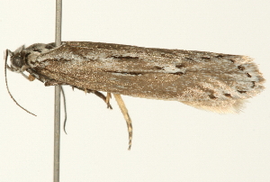  ( - 09BBLEP-04277)  @13 [ ] CreativeCommons - Attribution (2009) CBG Photography Group Centre for Biodiversity Genomics