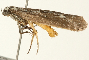  ( - 09BBLEP-04278)  @13 [ ] CreativeCommons - Attribution (2009) CBG Photography Group Centre for Biodiversity Genomics