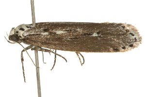  ( - 09BBLEP-04300)  @13 [ ] CreativeCommons - Attribution (2009) CBG Photography Group Centre for Biodiversity Genomics