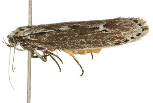  ( - 09BBLEP-04321)  @13 [ ] CreativeCommons - Attribution (2009) CBG Photography Group Centre for Biodiversity Genomics