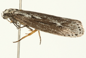  ( - 09BBLEP-04331)  @13 [ ] CreativeCommons - Attribution (2009) CBG Photography Group Centre for Biodiversity Genomics