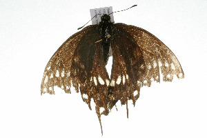  (Papilio polyxenes - 09BBLEP-04948)  @12 [ ] CreativeCommons - Attribution (2009) CBG Photography Group Centre for Biodiversity Genomics