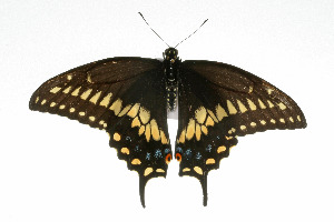  (Papilio polyxenes - 09BBLEP-04952)  @12 [ ] CreativeCommons - Attribution (2009) CBG Photography Group Centre for Biodiversity Genomics
