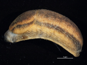  ( - BIOUG13626-D12)  @13 [ ] CreativeCommons - Attribution (2014) CBG Photography Group Centre for Biodiversity Genomics