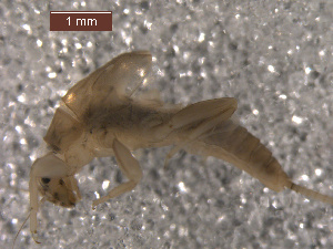  ( - BIOUG00643-B06)  @12 [ ] CreativeCommons - Attribution (2011) Centre for Biodiversity Genomics Centre for Biodiversity Genomics