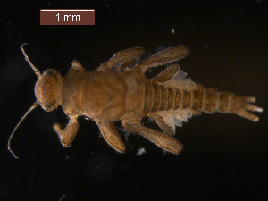  (Leptohyphes lestes - BIOUG00643-B07)  @13 [ ] CreativeCommons - Attribution (2011) Centre for Biodiversity Genomics Centre for Biodiversity Genomics