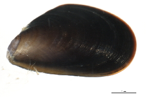  ( - BIOUG00774-G06)  @13 [ ] CreativeCommons - Attribution (2011) CBG Photography Group Centre for Biodiversity Genomics