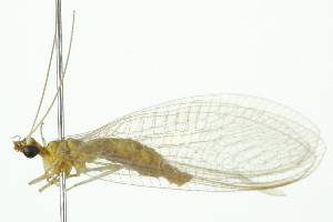  ( - 10BBNEU-0024)  @13 [ ] CreativeCommons - Attribution (2010) CBG Photography Group Centre for Biodiversity Genomics