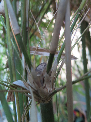  ( - UNKAR5624)  @11 [ ] CreativeCommons - Attribution Non-Commercial Share-Alike (2015) Thomas Horn Karlsruhe Institute of Technology, Botanical Garden