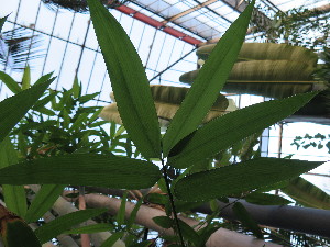  ( - UNKAR5646)  @11 [ ] CreativeCommons - Attribution Non-Commercial Share-Alike (2015) Thomas Horn Karlsruhe Institute of Technology, Botanical Garden