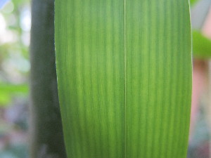  ( - UNKAR5646)  @11 [ ] CreativeCommons - Attribution Non-Commercial Share-Alike (2015) Thomas Horn Karlsruhe Institute of Technology, Botanical Garden