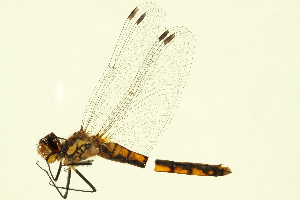  ( - 10BBODO-0116)  @13 [ ] CreativeCommons - Attribution (2010) CBG Photography Group Centre for Biodiversity Genomics