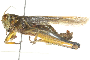  (Melanoplus bivittatus - BIOUG00739-E02)  @14 [ ] CreativeCommons - Attribution (2011) CBG Photography Group Centre for Biodiversity Genomics