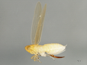  (Prokelisia crocea - 09BBEHE-065)  @13 [ ] CreativeCommons - Attribution (2009) CBG Photography Group Centre for Biodiversity Genomics