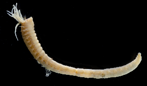  ( - 2896_DNA)  @11 [ ] CreativeCommons  Attribution Non-Commercial Share-Alike (2019) Gustav Paulay Florida Museum of Natural History