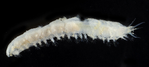  ( - 2929_DNA)  @11 [ ] CreativeCommons  Attribution Non-Commercial Share-Alike (2019) Gustav Paulay Florida Museum of Natural History