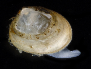 ( - 2898_DNA)  @11 [ ] CreativeCommons  Attribution Non-Commercial Share-Alike (2019) Gustav Paulay Florida Museum of Natural History