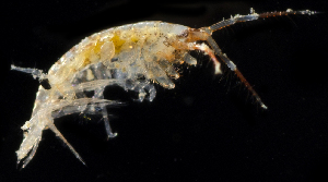  ( - 3103_DNA)  @11 [ ] CreativeCommons  Attribution Non-Commercial Share-Alike (2019) Gustav Paulay Florida Museum of Natural History