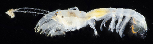  ( - 3135_DNA)  @11 [ ] CreativeCommons  Attribution Non-Commercial Share-Alike (2019) Gustav Paulay Florida Museum of Natural History