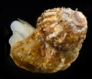  ( - 3479_DNA)  @11 [ ] CreativeCommons  Attribution Non-Commercial Share-Alike (2019) Gustav Paulay Florida Museum of Natural History