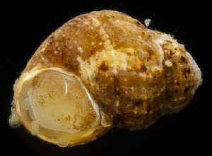  ( - 3478_DNA)  @11 [ ] CreativeCommons  Attribution Non-Commercial Share-Alike (2019) Gustav Paulay Florida Museum of Natural History