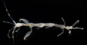  ( - 3624_DNA)  @11 [ ] CreativeCommons  Attribution Non-Commercial Share-Alike (2019) Gustav Paulay Florida Museum of Natural History