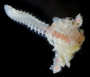  ( - 4221_DNA)  @11 [ ] CreativeCommons  Attribution Non-Commercial Share-Alike (2019) Gustav Paulay Florida Museum of Natural History