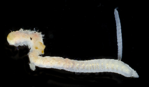  ( - 4224_DNA)  @11 [ ] CreativeCommons  Attribution Non-Commercial Share-Alike (2019) Gustav Paulay Florida Museum of Natural History