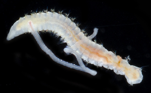  ( - 4223_DNA)  @11 [ ] CreativeCommons  Attribution Non-Commercial Share-Alike (2019) Gustav Paulay Florida Museum of Natural History