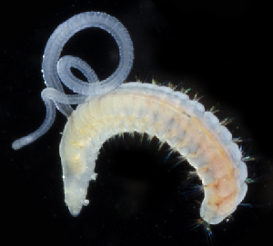  (Cossura pygodactylata - 4229_DNA)  @11 [ ] CreativeCommons  Attribution Non-Commercial Share-Alike (2019) Gustav Paulay Florida Museum of Natural History